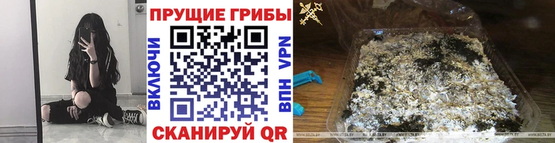 где купить наркотик  Нижний Новгород  Псилоцибиновые грибы ЛСД 