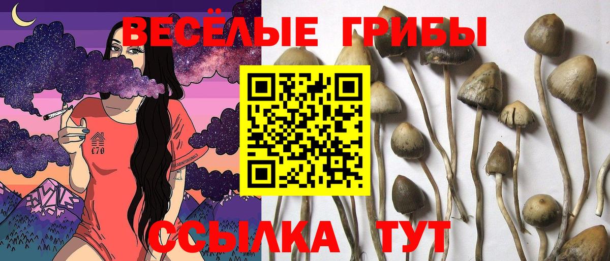 Галлюциногенные грибы Cubensis Нижний Новгород
